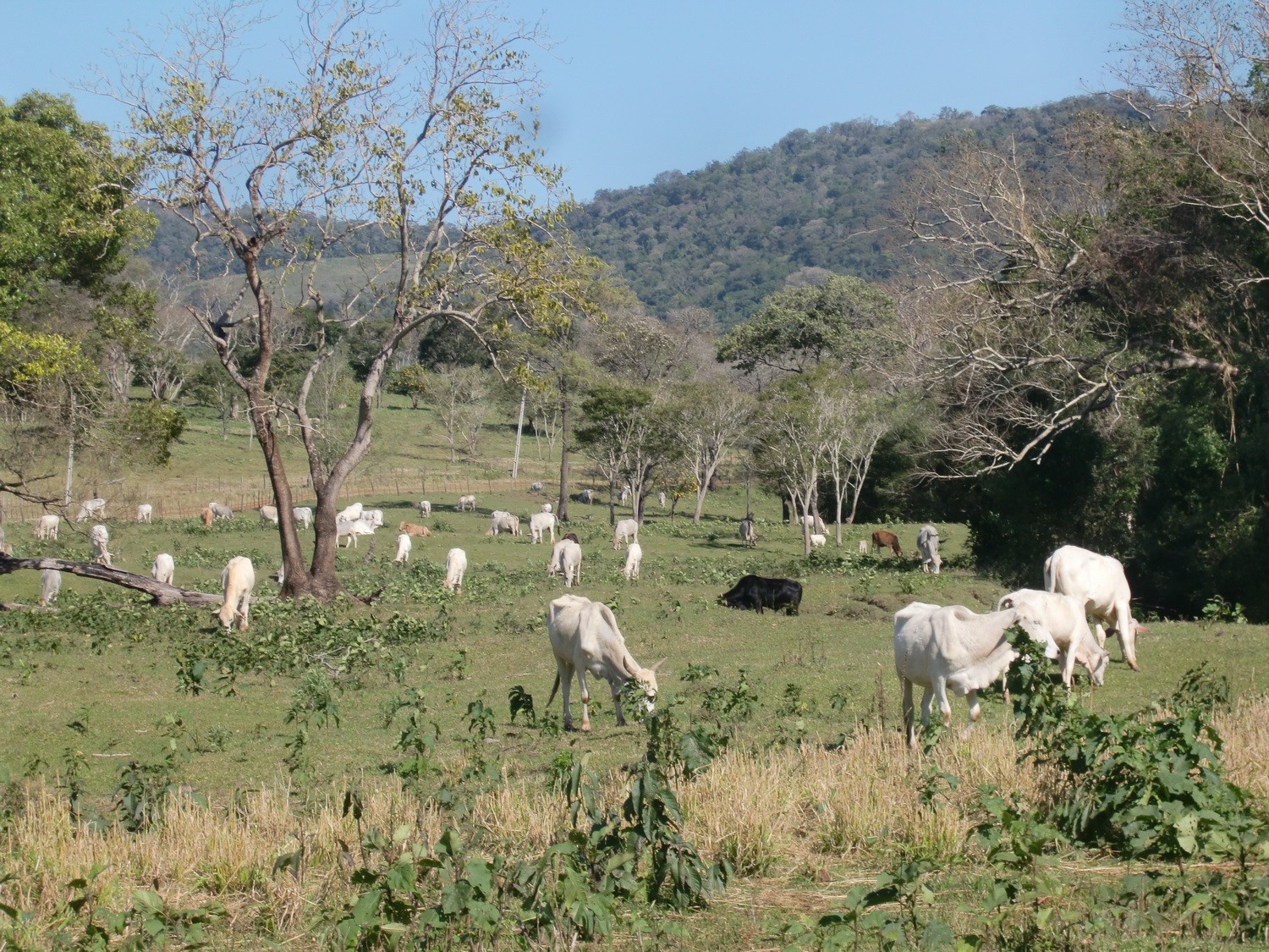 Cows in the Yvytyruzu sanctuary